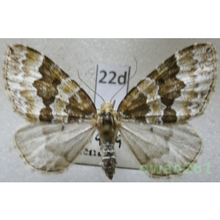 Electrophaes corylata (Thunberg, 1792) Czech22d